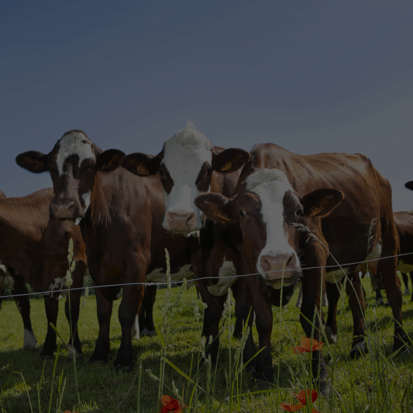 hayvancılık-ve-canlı-hayvan-yetiştiriciliği-1